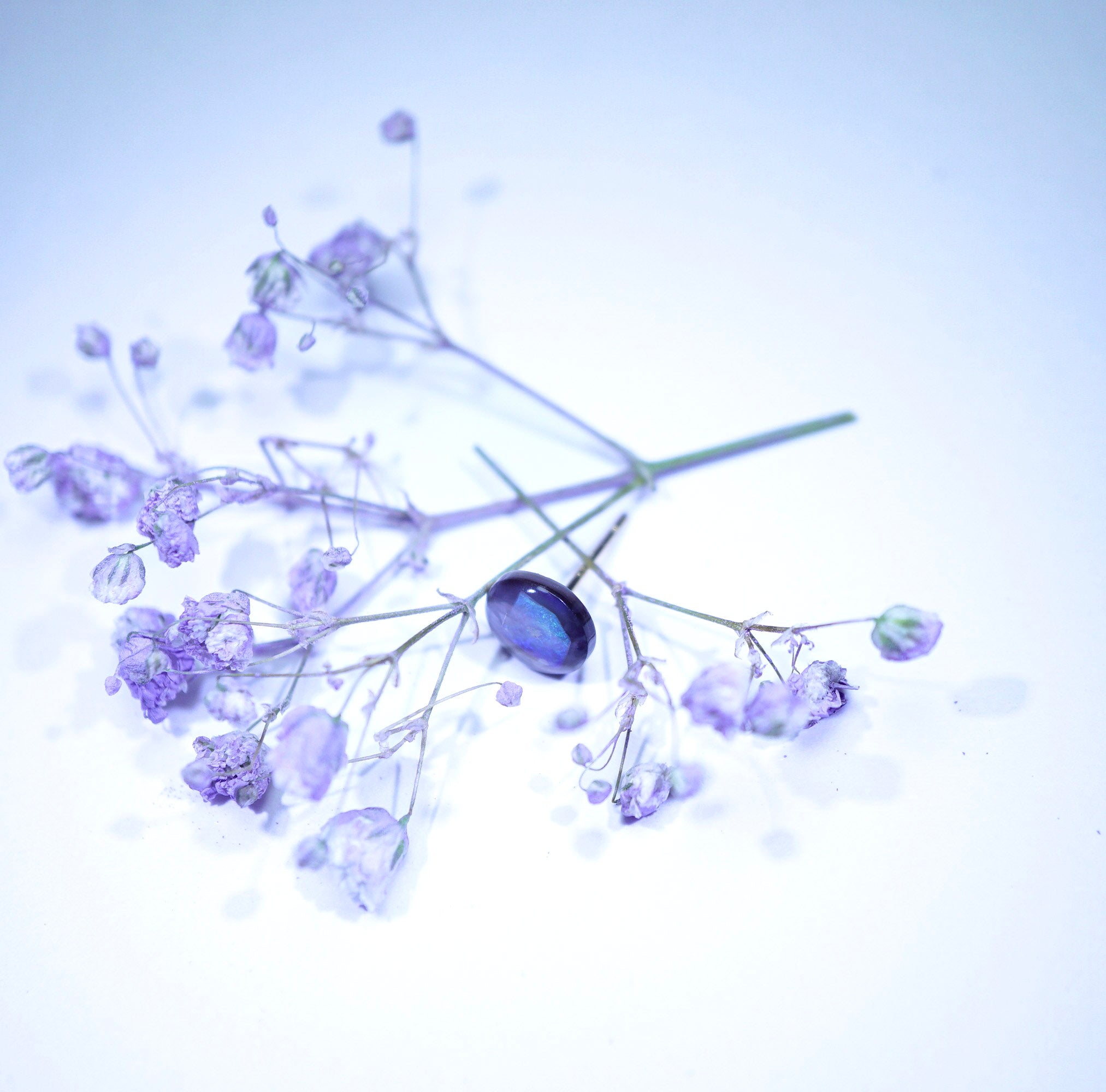 A single oval stud earring with a deep blue iridescent stone, artistically arranged on delicate light purple dried baby's breath stems against a soft, light blue-white background.