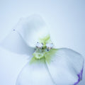 A pair of silver stud earrings with white cabochon stones, delicately resting on the center of a white flower with a soft green and purple center, set against a clean white background.